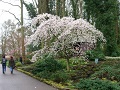 Keukenhof